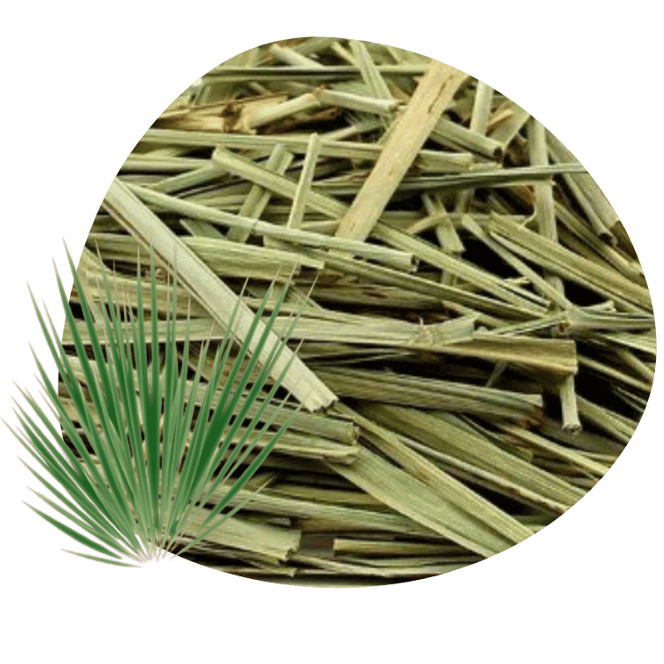 capim cidreira