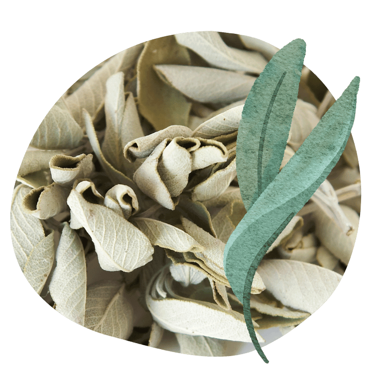 salvia
